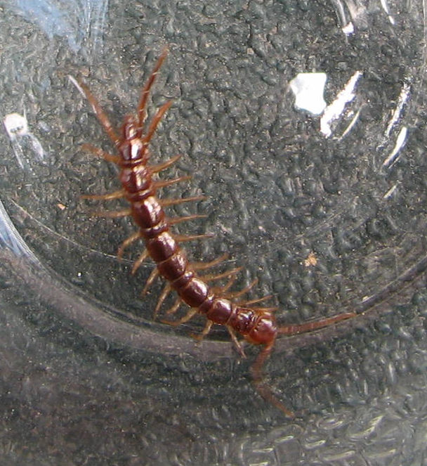 Centipedes In Colorado