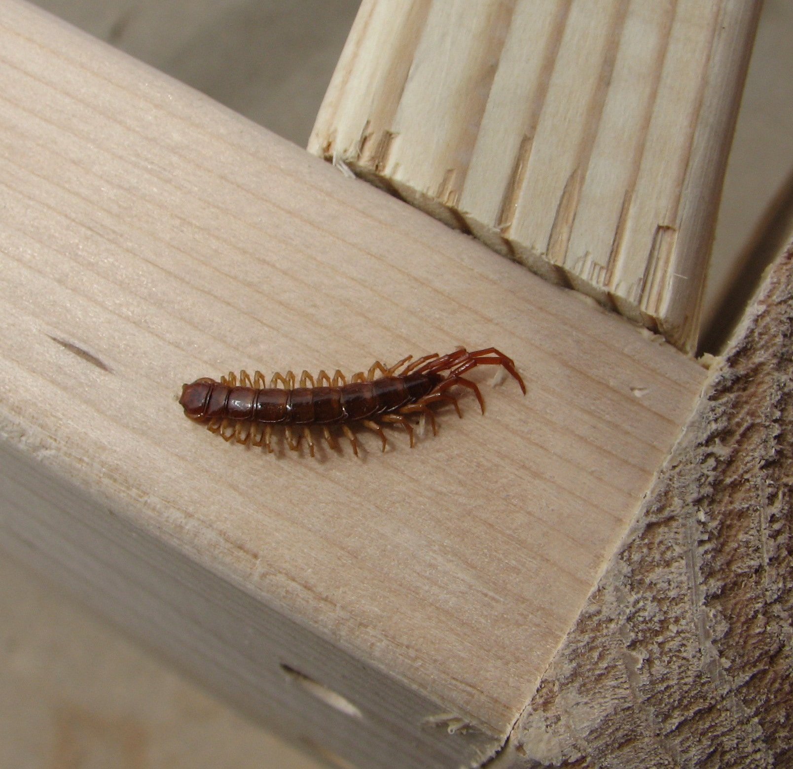 Centipedes In Colorado