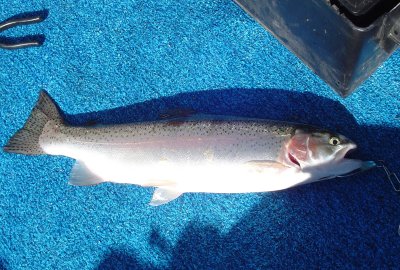 Caught 31 May 2007 at Pueblo Lake, 20 inches long.