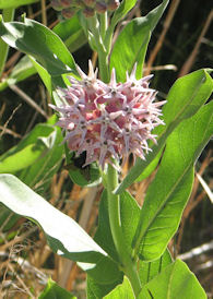 20 June 2008, Milkweed plant flowering.